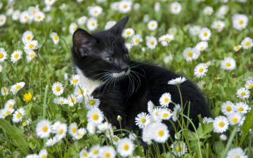 Картинка животные коты цветы