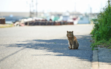 Картинка животные коты взгляд дорога