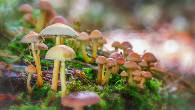 Обои картинки фото природа, грибы, лес, гриб, мох