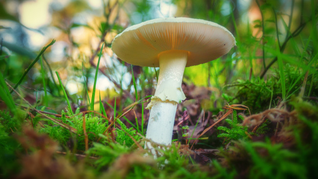 Обои картинки фото природа, грибы, лес, гриб, мох
