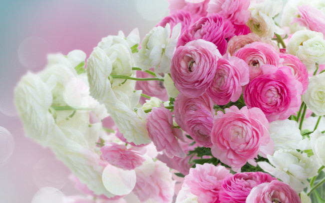 Обои картинки фото цветы, ранункулюс , азиатский лютик, лютики, beautiful, white, розовые, pink, flowers, ranunculus