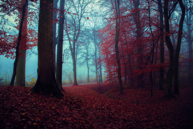 Обои картинки фото природа, лес, осень
