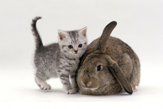 Обои картинки фото животные, разные вместе, серый, кролик, котенок