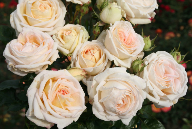 Обои картинки фото цветы, розы, бутоны, красота
