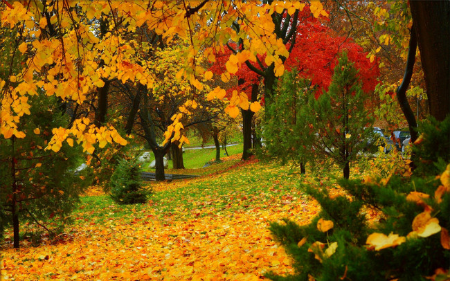 Обои картинки фото природа, парк, деревья, листопад, autumn, листва, park, leaves, colors, trees, fall, осень