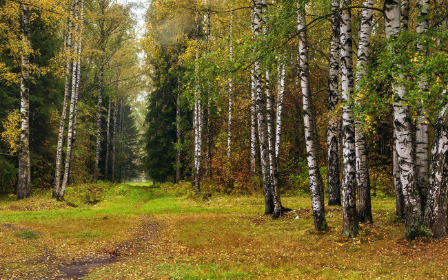 Обои картинки фото природа, лес, березы, елки, осень, листопад