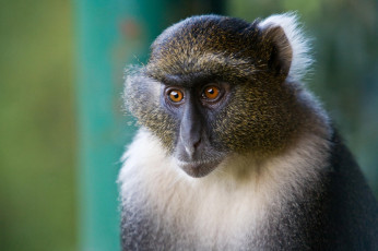 Картинка животные обезьяны мартышка зеленая