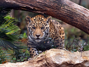 Картинка животные леопарды леопард камень бревно