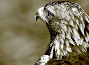Картинка животные птицы+-+хищники орел голова