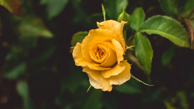 Обои картинки фото цветы, розы, желтая, роза, бутон, макро