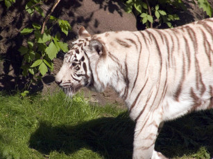 Картинка engaging zoo pictures from the cincinnati животные тигры