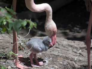 Картинка engaging zoo pictures from the cincinnati 12 животные фламинго