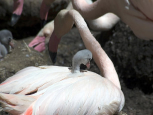 Картинка engaging zoo pictures from the cincinnati 20 животные фламинго