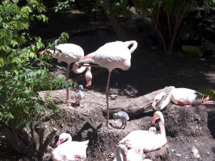 Картинка engaging zoo pictures from the cincinnati животные фламинго