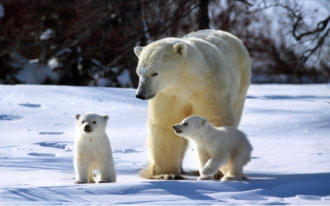 Обои картинки фото животные, медведи, белый, медведь, медвежата, снег, зима