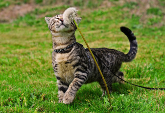 Картинка животные коты прогулка травка одуванчик котяра кошак кот