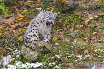 Картинка животные снежный+барс+ ирбис снежный барс снег кошка камень листья осень