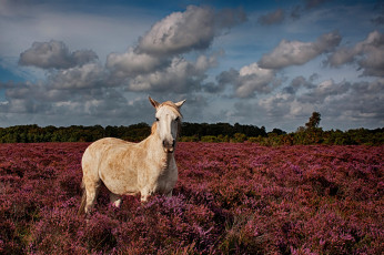 Картинка животные лошади природа поле трава конь лошадь