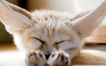 Картинка животные фенеки хищник лисица фенек отдых уши мордочка