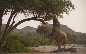 Картинка животные слоны деревья природа саванна хобот слон