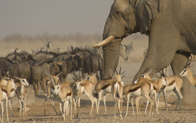 Обои картинки фото животные, разные вместе, стадо, антилопы, слон, саванна, национальный, парк, этоша