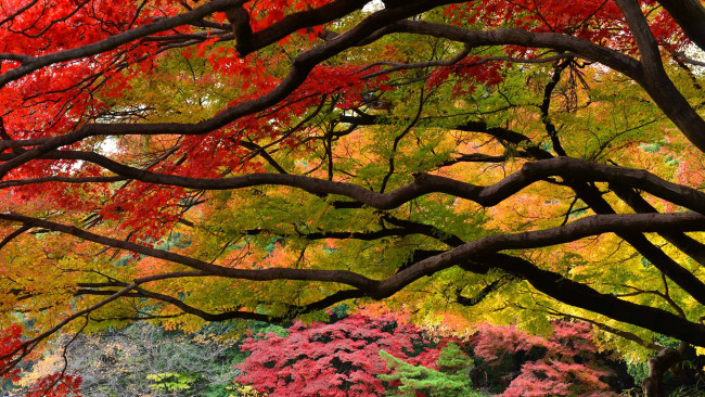 Обои картинки фото природа, деревья, парк, сад, Япония, листья, багрянец, синдзюку, токио, осень
