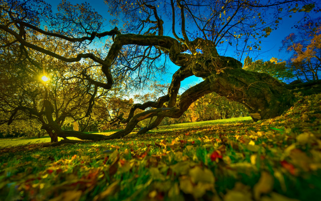 Обои картинки фото природа, деревья, oslo, норвегия, ботанический, сад, краски, осени, старое, дерево, norway, осень