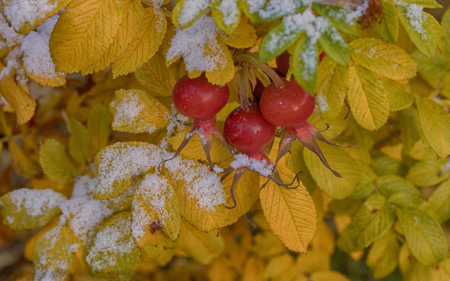 Обои картинки фото природа, Ягоды, ягоды, первый, снег, листья
