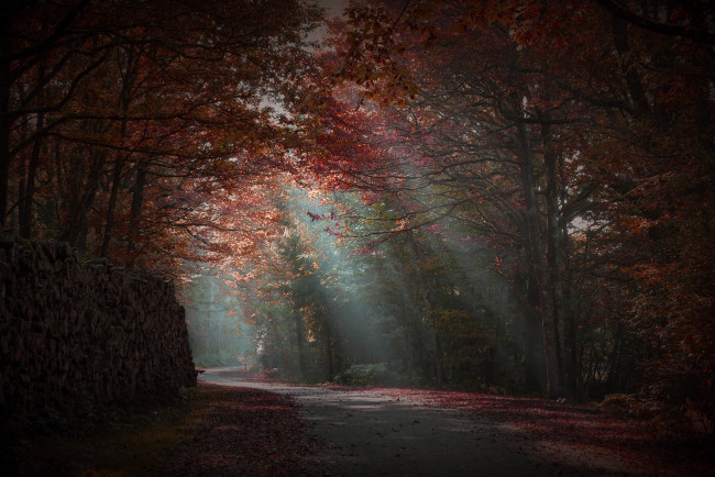 Обои картинки фото природа, дороги, лес, туман, дорога, лучи, осень, утро