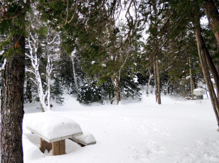 Картинка природа зима снег скамейка сосны