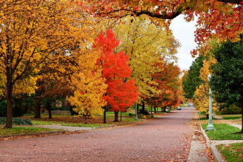 Картинка природа дороги осень листопад деревья