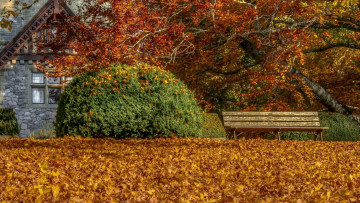 Картинка природа парк скамья листья осень дом