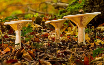 Картинка природа грибы трио листья