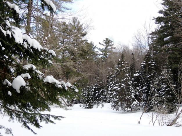 Обои картинки фото природа, зима, снег, елки