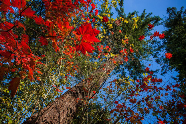Обои картинки фото природа, деревья, дерево, осень, листья
