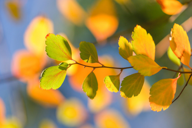 Обои картинки фото природа, листья, боке, макро, ветка, осень