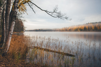 Картинка природа реки озера осень берёзы озеро