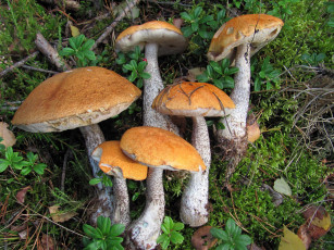 Картинка еда грибы +грибные+блюда свежие лесные подосиновики