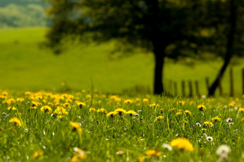 Картинка лето цветы одуванчики боке трава
