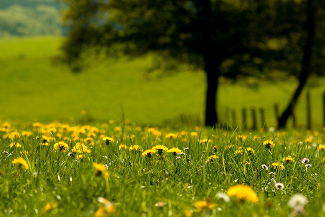 Обои картинки фото лето, цветы, одуванчики, боке, трава