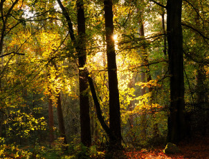 Картинка scotland природа лес осень