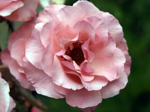 Картинка цветы розы лепестки розовый