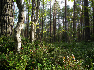 Картинка вологодская область природа лес