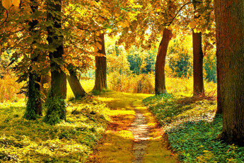 обоя природа, дороги, лес, осень