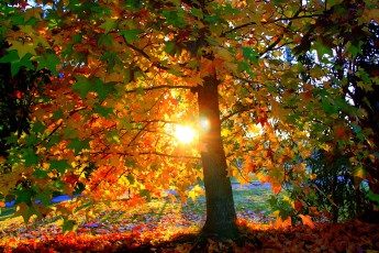 Картинка природа восходы закаты деревья осень поляна