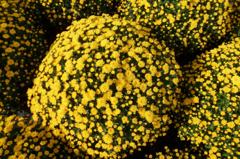 Картинка цветы хризантемы желтый шар