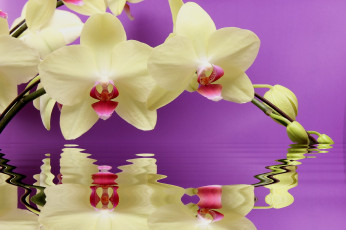 Картинка цветы орхидеи ветка отражение