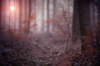 Картинка природа лес зима деревья ветки иней туман