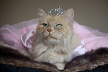Картинка животные коты принцесса корона