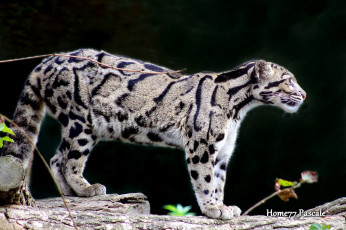 Картинка животные леопарды дымчатый леопард профиль